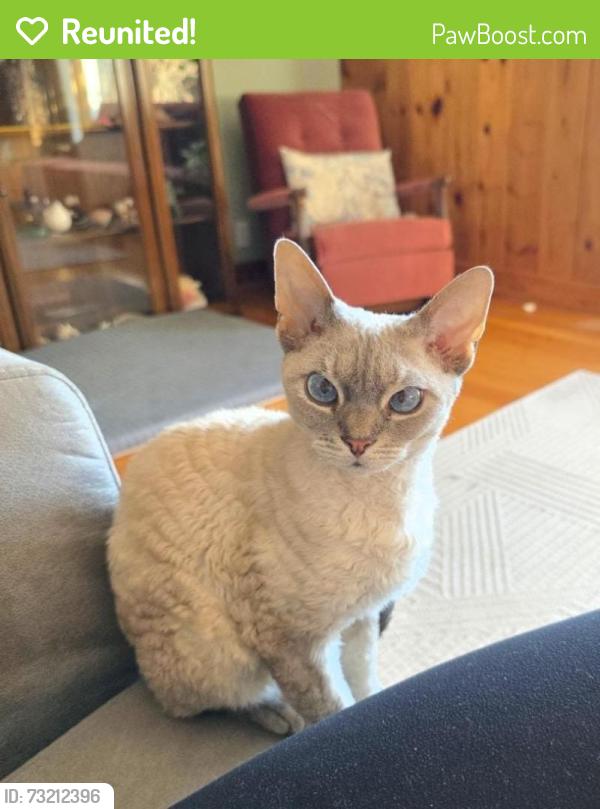 Reunited Female Cat last seen Montalban park, Calgary, AB 