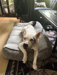 Reunited Female Cat last seen Creech Rd, Rock Quarry Rd, Raleigh, NC 27610