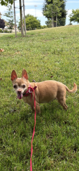 Lost Female Dog last seen Vista montaña Arce st, Watsonville, CA 95076