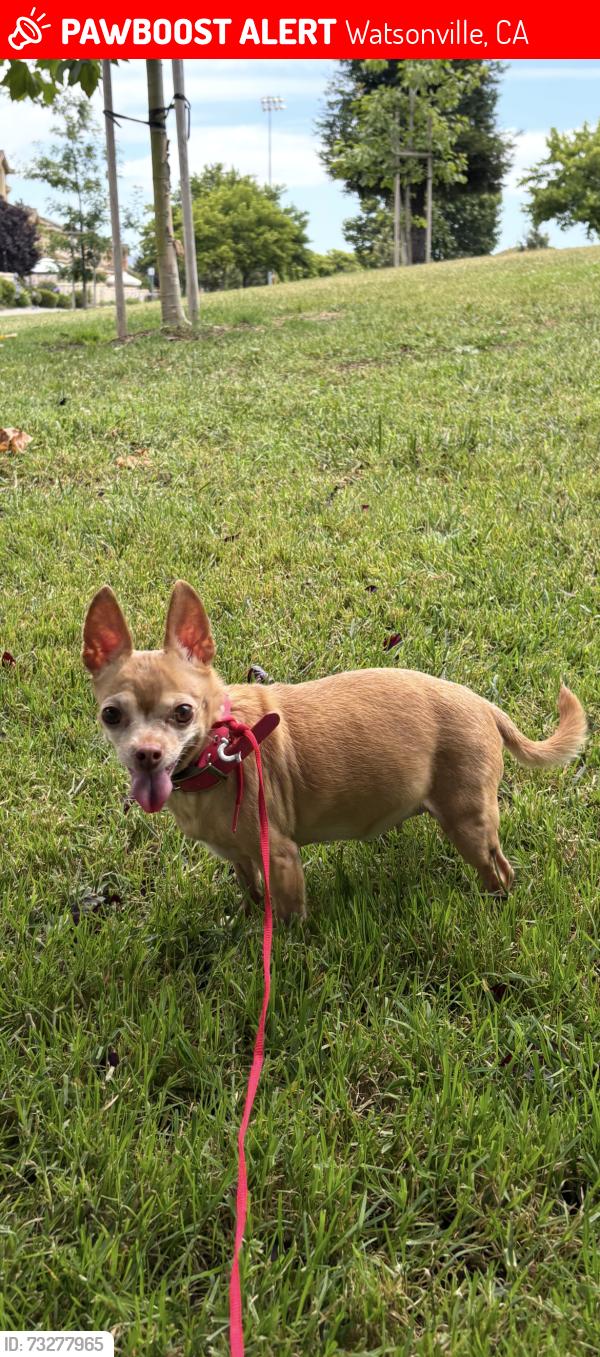 Lost Female Dog last seen Vista montaña Arce st, Watsonville, CA 95076
