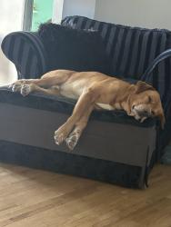 Lost Male Dog last seen las tunas dr, San Gabriel, CA 91775