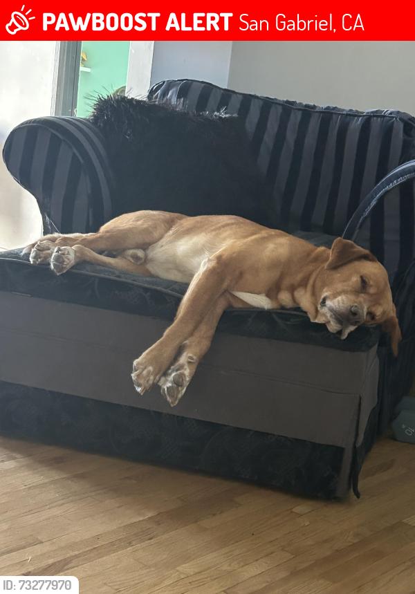 Lost Male Dog last seen las tunas dr, San Gabriel, CA 91775