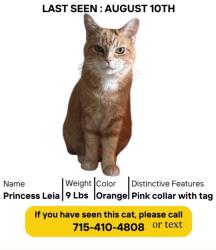 Lost Female Cat last seen Main st setauket, Setauket, NY 11733