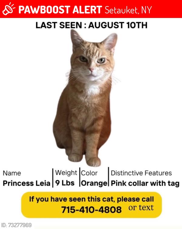 Lost Female Cat last seen Main st setauket, Setauket, NY 11733
