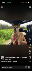 Found/Stray Female Dog last seen Woods, Punta Gorda, FL 33950