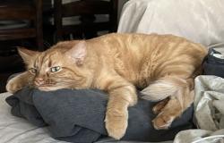 Lost Female Cat last seen Hillside Dr and S Great Oaks Dr. near the Brushy Creek elementary school, Round Rock, TX 78681