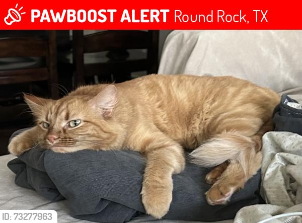 Lost Female Cat last seen Hillside Dr and S Great Oaks Dr. near the Brushy Creek elementary school, Round Rock, TX 78681