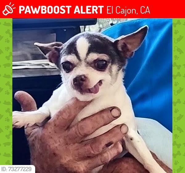 Lost Female Dog last seen Prescott & Washington, El Cajon, CA 92020