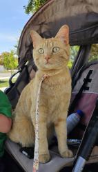Reunited Male Cat last seen Freeport center, Clearfield, UT 84015