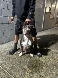 Lost Male Dog last seen Division, Portland, OR 97236