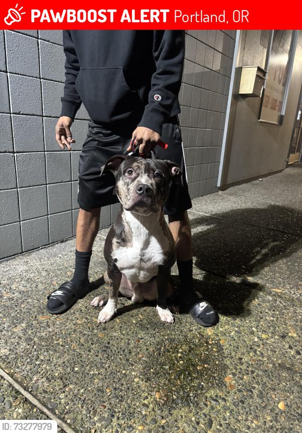 Lost Male Dog last seen Division, Portland, OR 97236