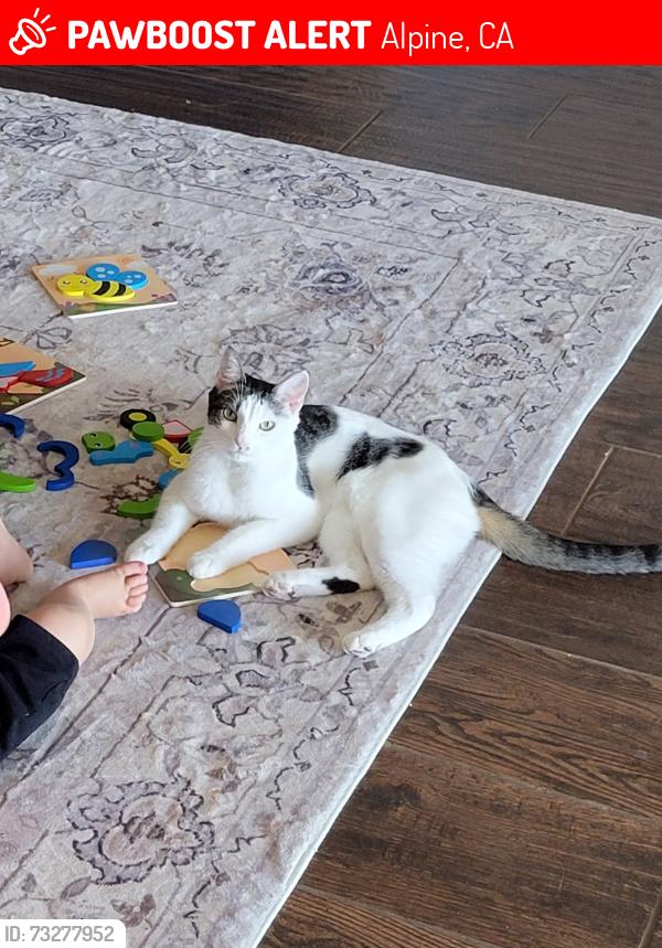 Lost Female Cat last seen West Victoria, Alpine, CA 91901