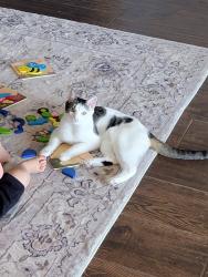 Lost Female Cat last seen West Victoria, Alpine, CA 91901