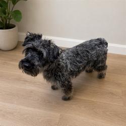Shelter Stray Male Dog last seen , 38550 Sierra Hwy, Palmdale, CA 93550, USA
