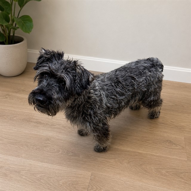 Shelter Stray Male Dog last seen , 38550 Sierra Hwy, Palmdale, CA 93550, USA