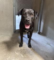 Shelter Stray Female Dog last seen Near BLOCK 5TH ST, 333 Chandler Pl, San Bernardino, CA 92408, USA