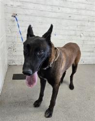 Shelter Stray Male Dog last seen TOYOTA CAR DEALERSHIP, 333 Chandler Pl, San Bernardino, CA 92408, USA