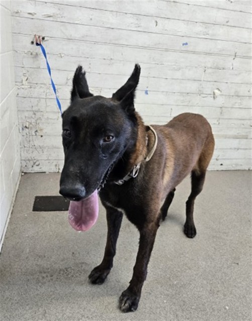 Shelter Stray Male Dog last seen TOYOTA CAR DEALERSHIP, 333 Chandler Pl, San Bernardino, CA 92408, USA