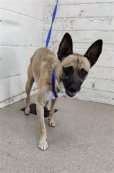Shelter Stray Male Dog last seen Near BLOCK WALNUT, 333 Chandler Pl, San Bernardino, CA 92408, USA
