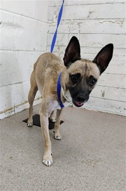 Shelter Stray Male Dog last seen Near BLOCK WALNUT, 333 Chandler Pl, San Bernardino, CA 92408, USA