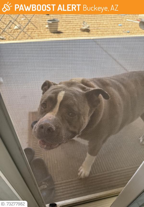 Found/Stray Male Dog last seen Broadway and apache, Buckeye, AZ 85326