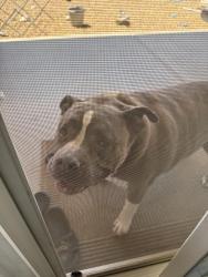 Found/Stray Male Dog last seen Broadway and apache, Buckeye, AZ 85326