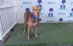 Shelter Stray Female Dog last seen , 2769 Conroy Rd, Orlando, FL 32839, USA