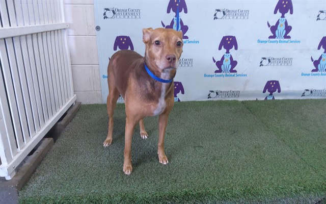 Shelter Stray Female Dog last seen , 2769 Conroy Rd, Orlando, FL 32839, USA