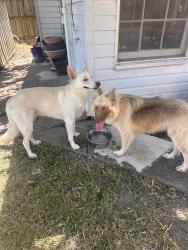 Found/Stray Unknown Dog last seen Materhorn and Shiloh, Dallas, TX 75228