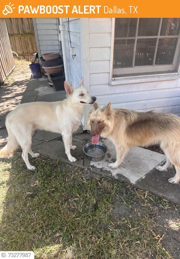 Found/Stray Unknown Dog last seen Materhorn and Shiloh, Dallas, TX 75228