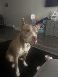 Lost Female Dog last seen Clayton dr, San Jose, CA 95148