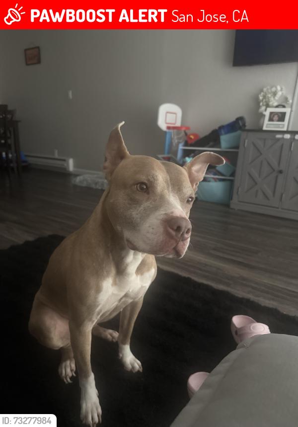 Lost Female Dog last seen Clayton dr, San Jose, CA 95148