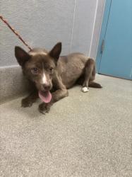 Shelter Stray Female Dog last seen Near BLOCK PLAZA VERDE PL, LAS VEGAS NV 89108, 655 N Mojave Rd, Las Vegas, NV 89101, USA