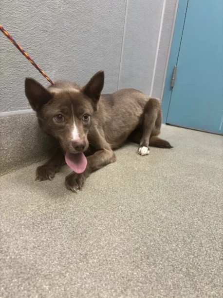 Shelter Stray Female Dog last seen Near BLOCK PLAZA VERDE PL, LAS VEGAS NV 89108, 655 N Mojave Rd, Las Vegas, NV 89101, USA