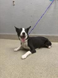Shelter Stray Female Dog last seen Near BLOCK PLAZA VERDE PL, LAS VEGAS NV 89108, 655 N Mojave Rd, Las Vegas, NV 89101, USA