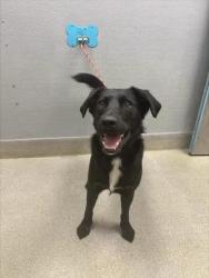 Shelter Stray Male Dog last seen Near BLOCK W LONE MOUNTAIN RD, LAS VEGAS NV 89130, 655 N Mojave Rd, Las Vegas, NV 89101, USA