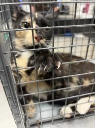 Shelter Stray Female Cat last seen Near BLOCK BURMA RD, NORTH LAS VEGAS NV 89032, 655 N Mojave Rd, Las Vegas, NV 89101, USA