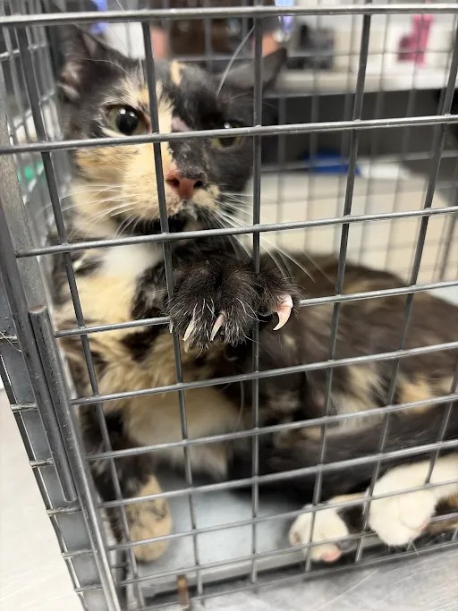 Shelter Stray Female Cat last seen Near BLOCK BURMA RD, NORTH LAS VEGAS NV 89032, 655 N Mojave Rd, Las Vegas, NV 89101, USA