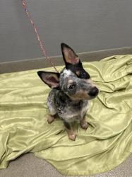 Shelter Stray Female Dog last seen SEARLES AVE & N EASTERN AVE, 655 N Mojave Rd, Las Vegas, NV 89101, USA