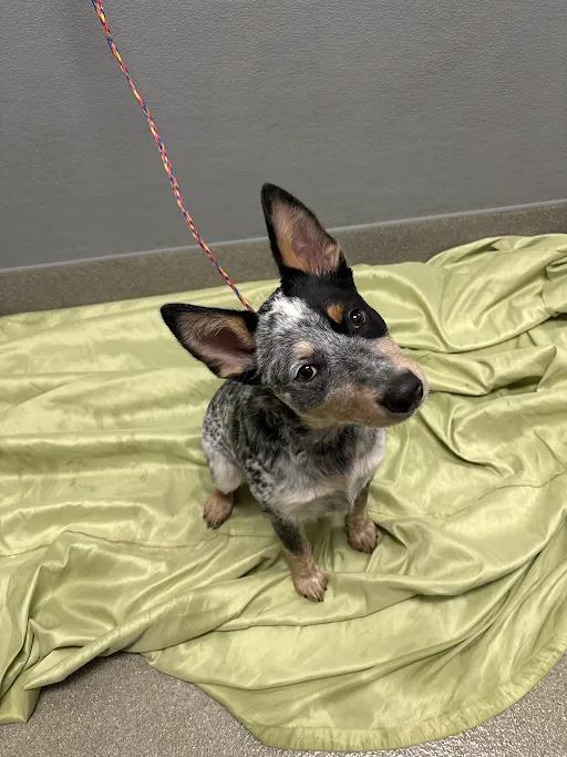Shelter Stray Female Dog last seen SEARLES AVE & N EASTERN AVE, 655 N Mojave Rd, Las Vegas, NV 89101, USA