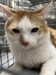 Shelter Stray Male Cat last seen DROPPED AT SHELTER, 655 N Mojave Rd, Las Vegas, NV 89101, USA