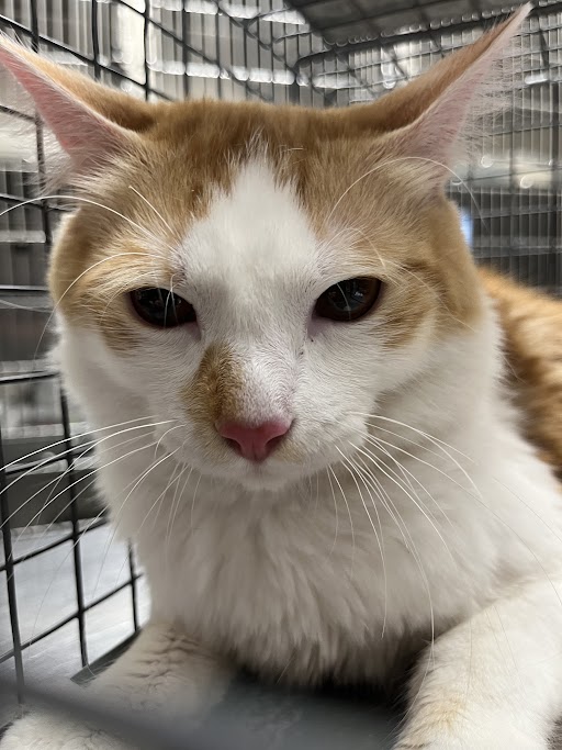 Shelter Stray Male Cat last seen DROPPED AT SHELTER, 655 N Mojave Rd, Las Vegas, NV 89101, USA