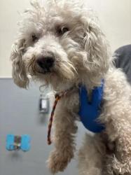 Shelter Stray Female Dog last seen N PECOS RD & E LAKE MEAD BLVD, 655 N Mojave Rd, Las Vegas, NV 89101, USA