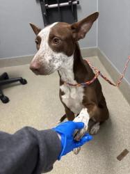 Shelter Stray Female Dog last seen Near BLOCK N. STEPHANIE ST, 655 N Mojave Rd, Las Vegas, NV 89101, USA