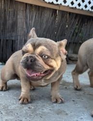 Reunited Female Dog last seen 8th street and Yosemite st, Stockton, CA 95206