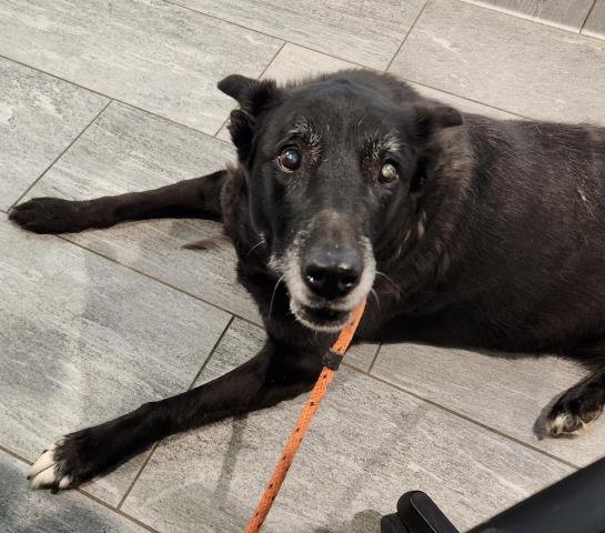 Shelter Stray Female Dog last seen Near BLOCK S TOWER RD, AURORA CO 80015 5116, 2080 S Quebec St, Denver, CO 80231, USA