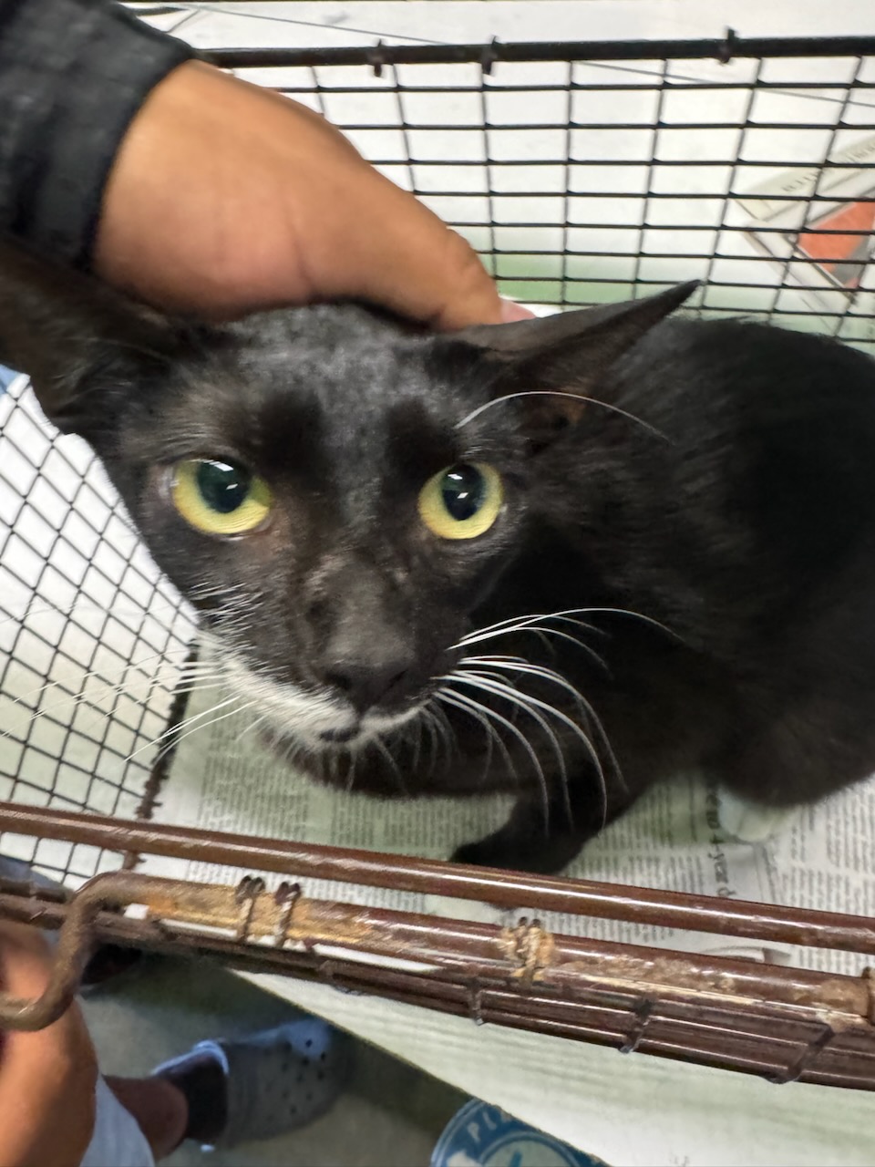 Shelter Stray Female Cat last seen , 1850 W 60th St, Los Angeles, CA 90047, USA
