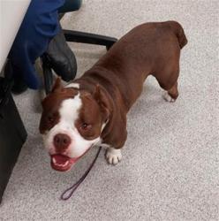 Shelter Stray Male Dog last seen THRACIAN CT / NEMEA WAY, 9150 Union Park Way, Elk Grove, CA 95624, USA