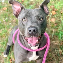 Shelter Stray Male Dog last seen Near, 2600 S Harding St, Indianapolis, IN 46221, USA