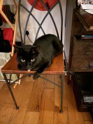 Lost Male Cat last seen Around 60 horningsea road, Fen Ditton, England CB5 8TD